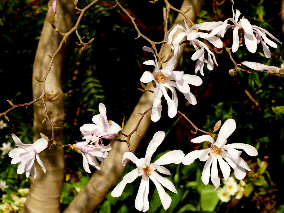 M x loebneri Leonard Messel